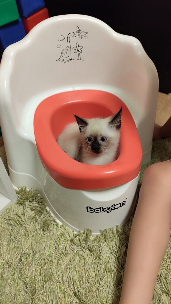 Котенок в добрые руки