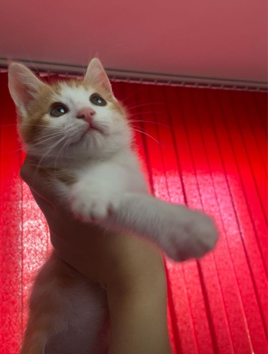 Оранжево котенце на 3 месеца
