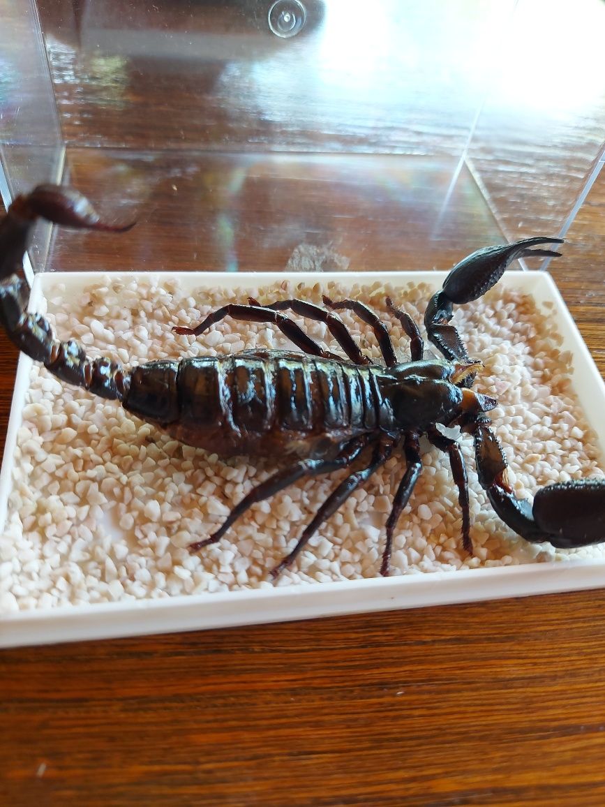 Scorpion natural