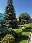 Срочно продается пышная шикарная Голубая ель. Есть Крымская сосна