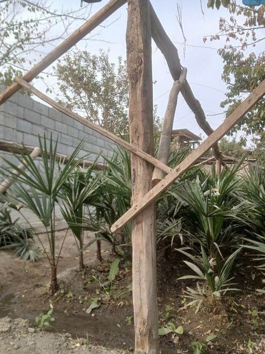 Палма сотлади корнши яхши