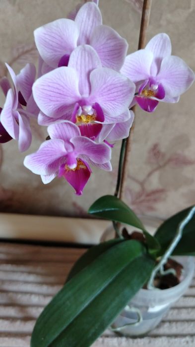 Продам комнатный цветок