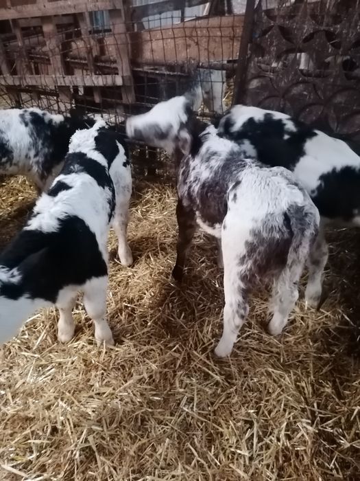 Vînd viței belgieni sugari una două săptămâni