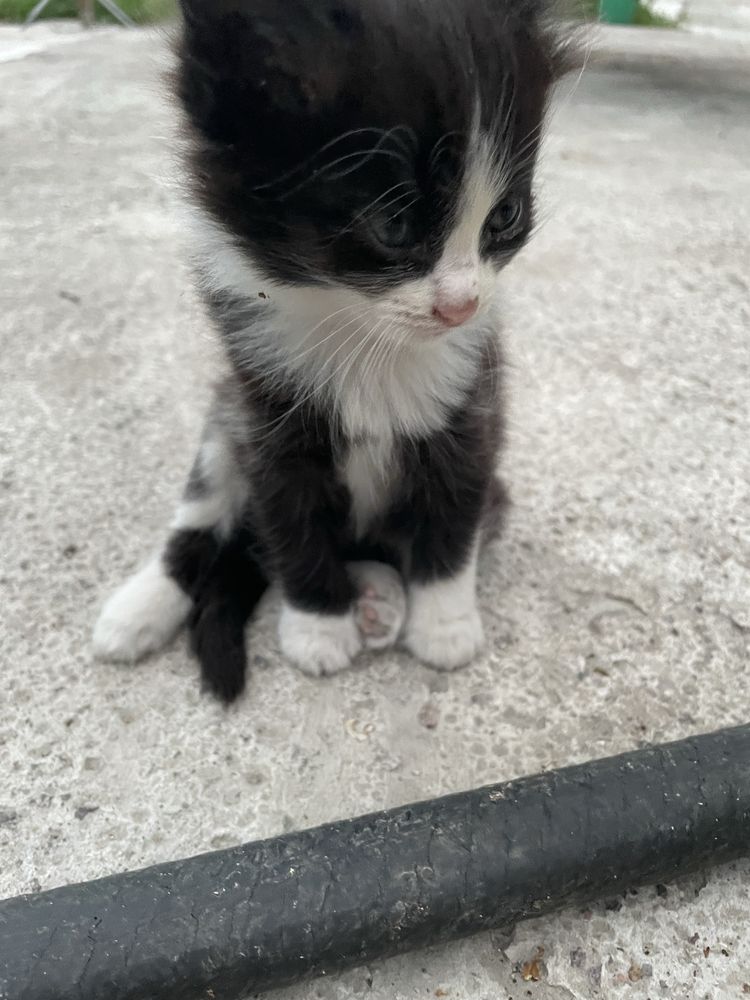 Отдам котенка в добрые ручки
