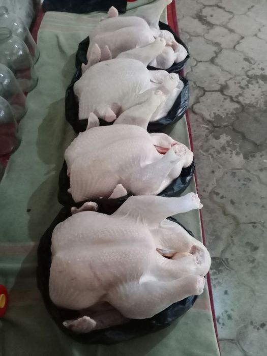 Big6 kurka goʻshti