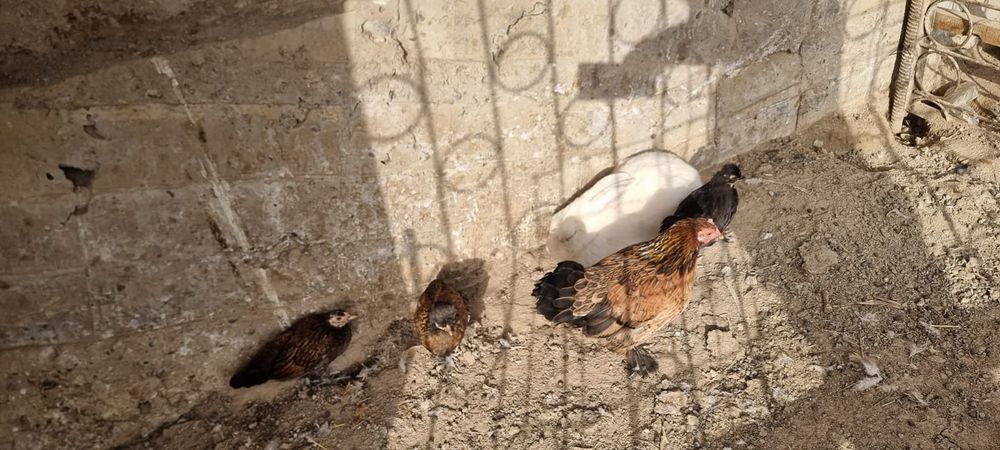 Продаются домашние куры , несушки