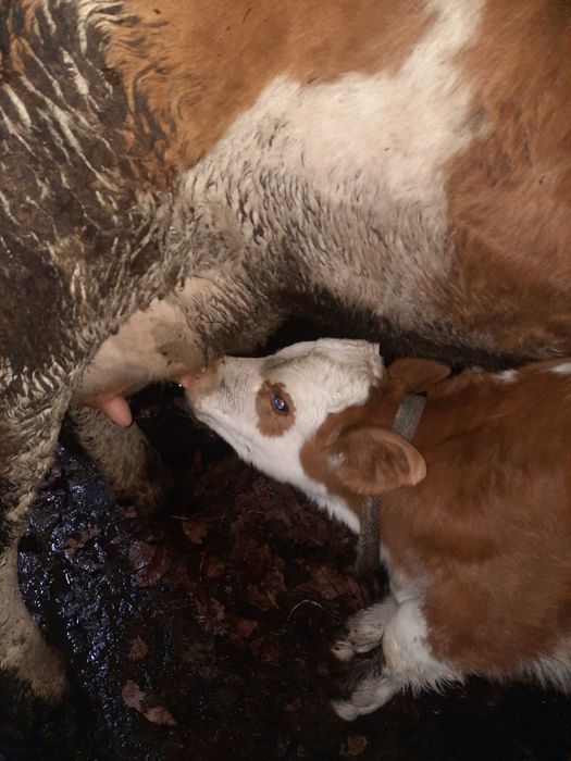 Vand vacă de trei viței fatata de o săptămână.