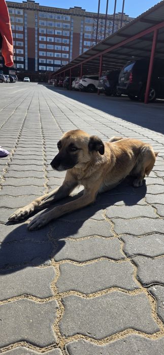 Отдам собаку в добрые руки