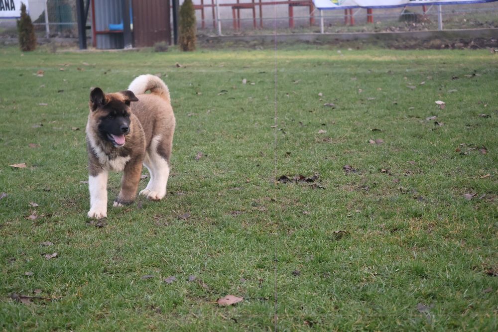 American akita pedigree tip A