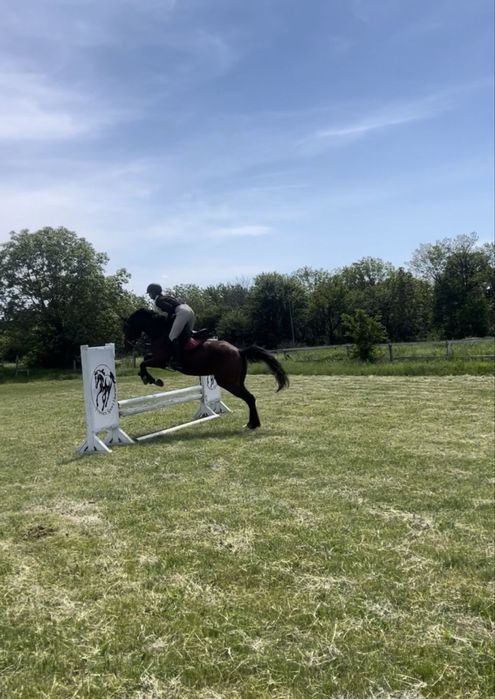 Cal de agrement sau pentru sarituri