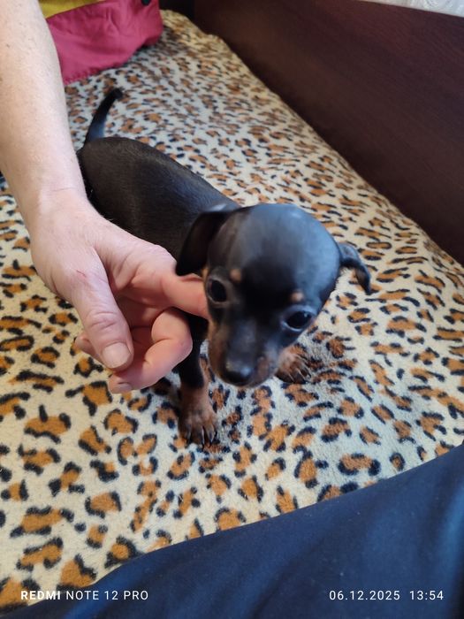 2 броя пинчери женски