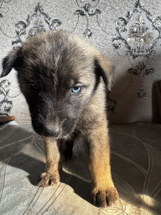 Продаеться 7 щинят хаски, неоторые с окрсом матери,