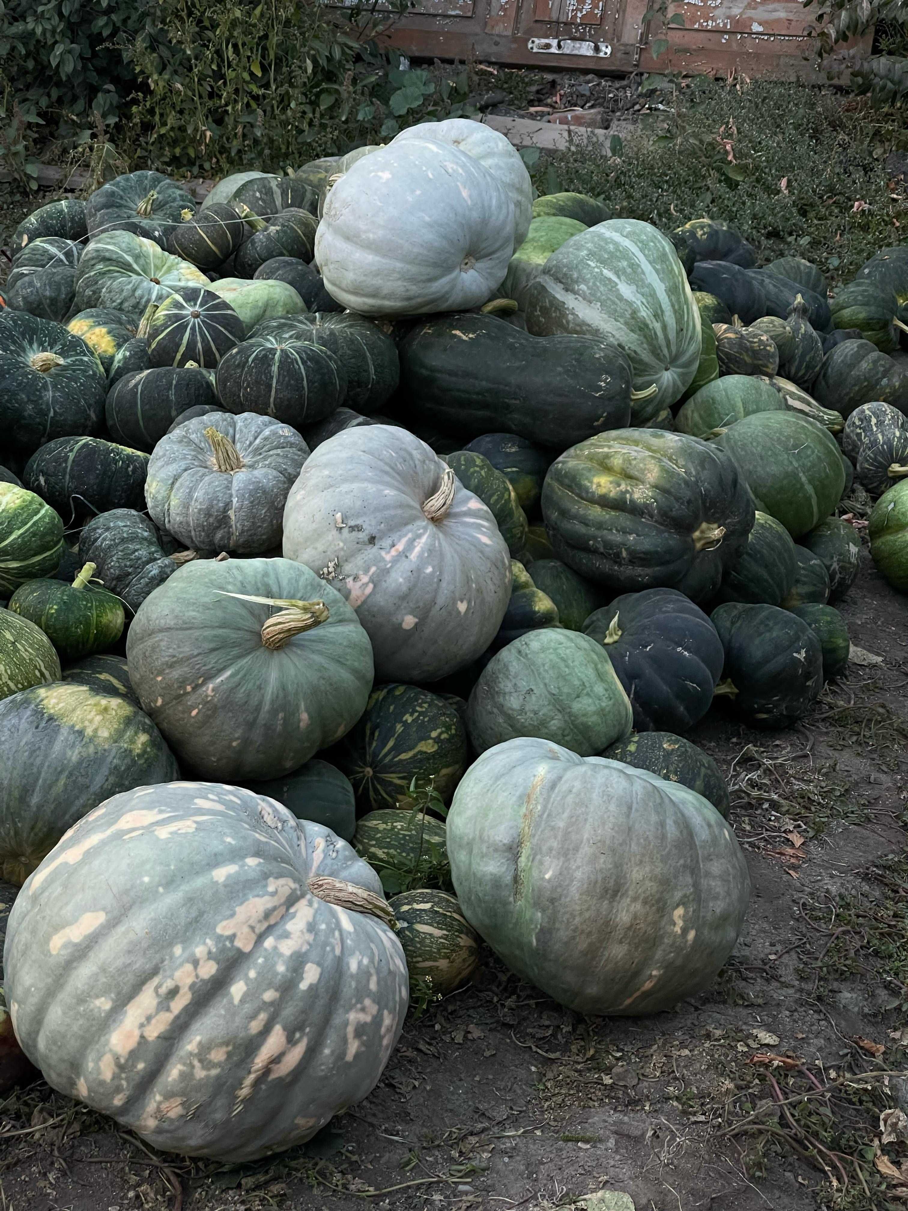 Продам тыкву местную оптом и в розницу.