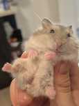 Donez 5  pui de de hamster pitic
