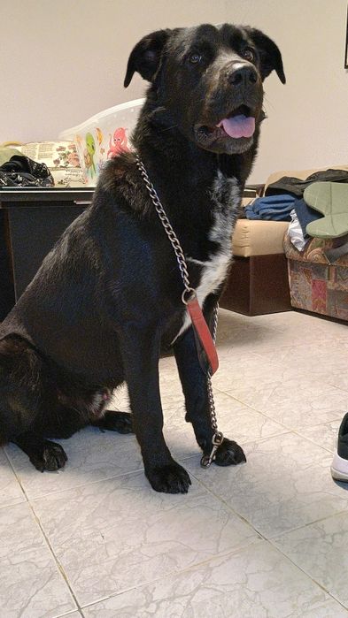 Немска овчарка/ Каракачанска овчарка на 11 месеца