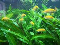 Продам водоросли живые аквариумные
