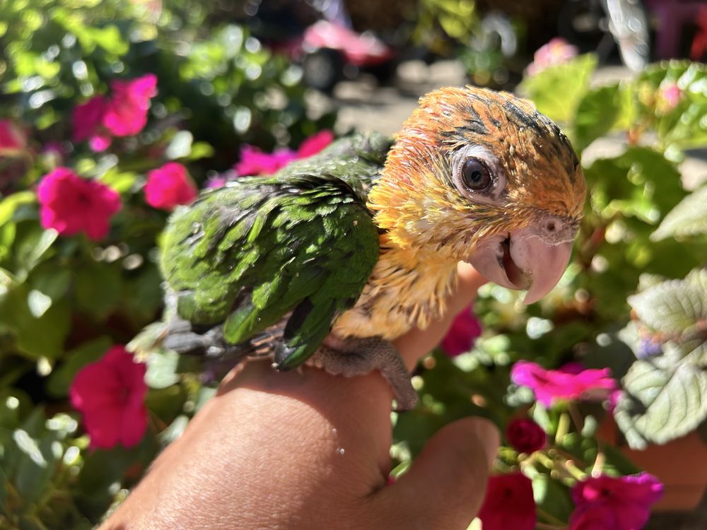 Pui papagal caique