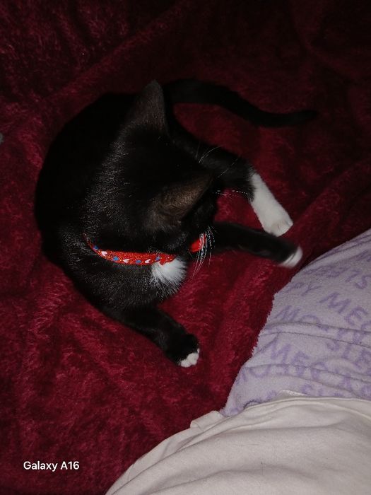 Posic 3 luni spre adopție
