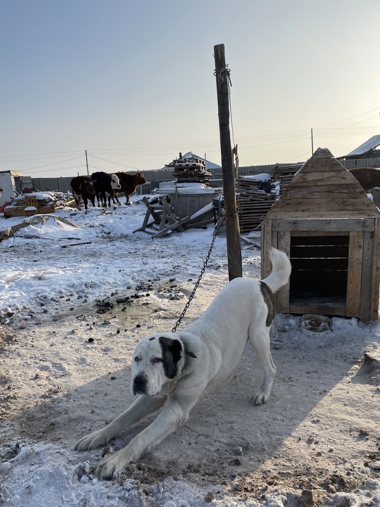 алабай для взяки