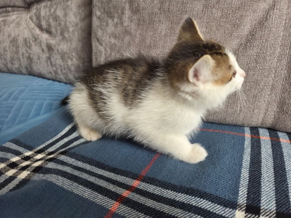 Отдам котят в добрые руки. 4 котёнка.