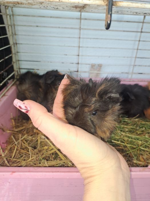 Porcusori de guineea