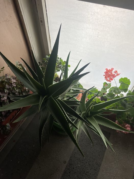 Алое Вера растение