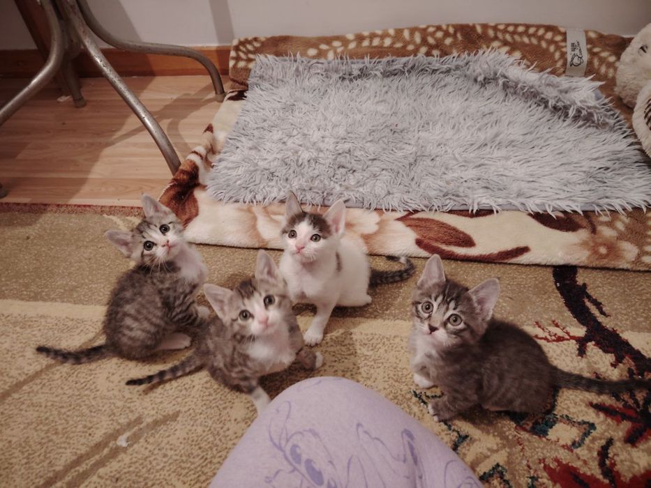 Котята в доьрые руки