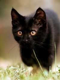 Черного котенка, девочку, отдам