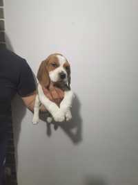 Băiețel Beagle tricolor cu pedigree la cerere