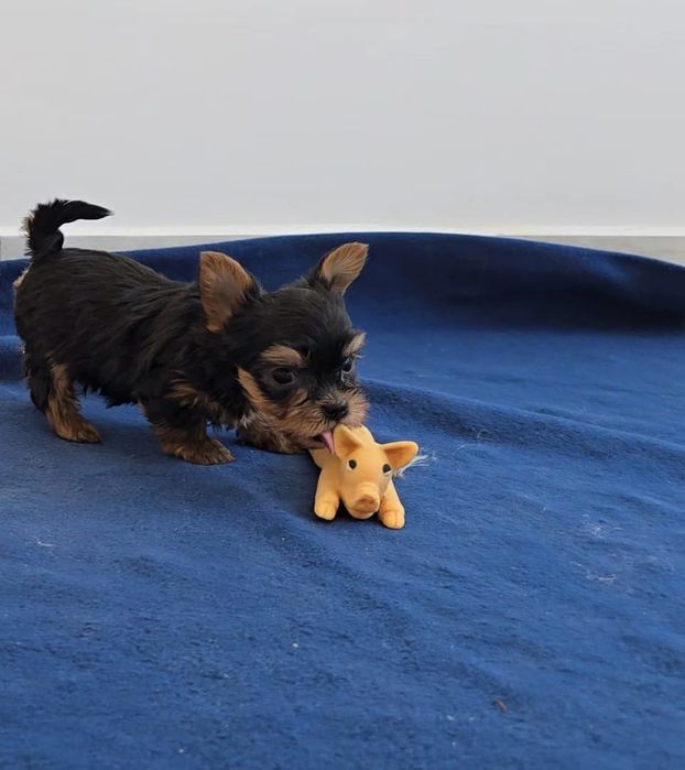 Yorkshire terrier mini