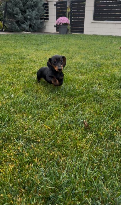 Teckel mascul negru cu pete de foc