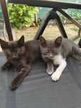 Ofer spre adoptie 2 pisicute