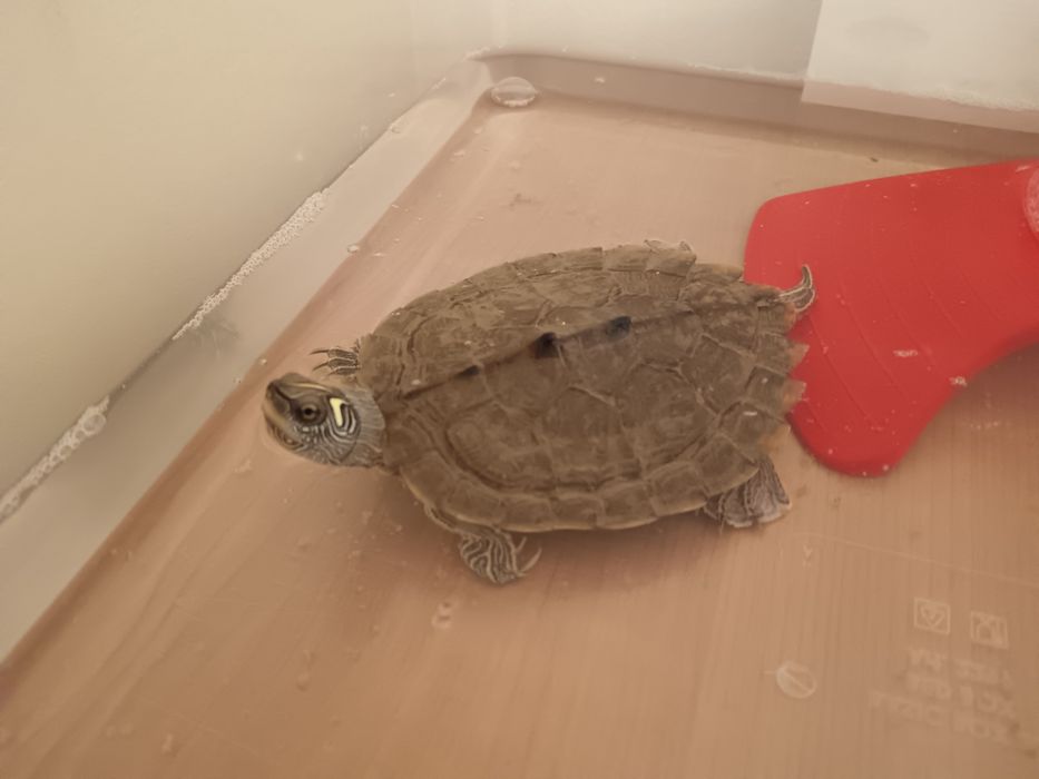Donez broască țestoasă