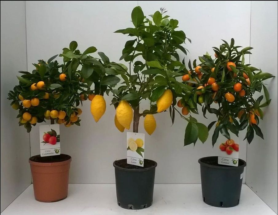 Цитрусы в горшках