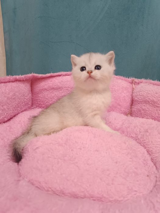Продаётся чистокровная британский котёнок