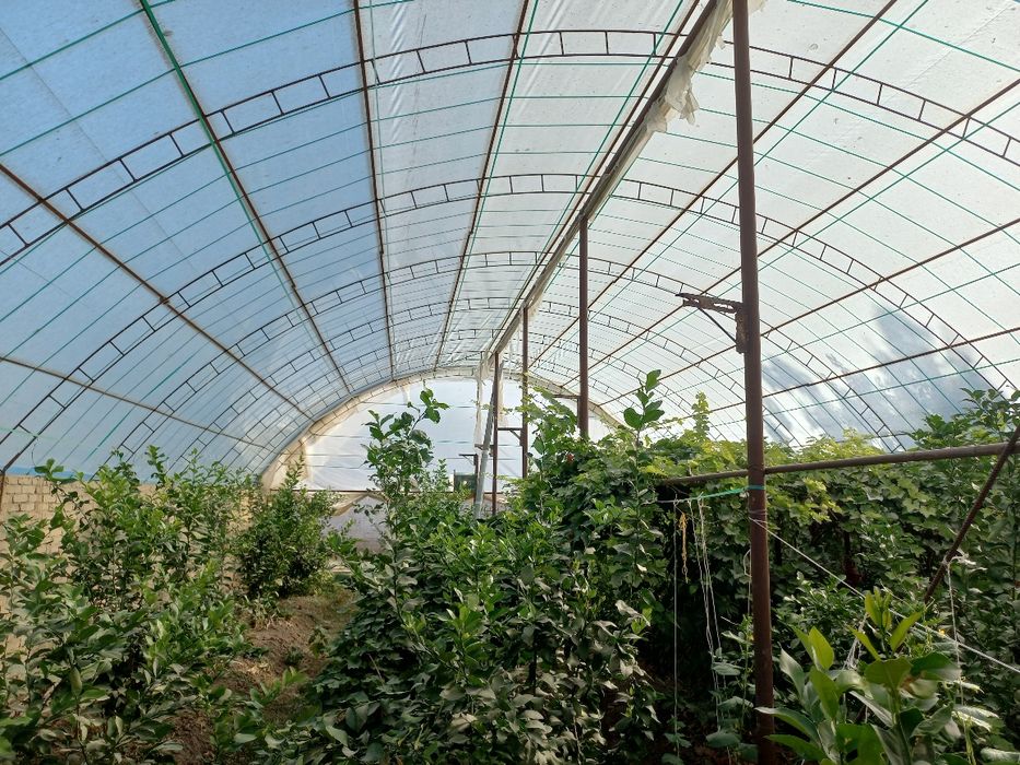 Теплица sotiladi uzunligi 17 eni 10m srochna sotiladi Murojat qiling