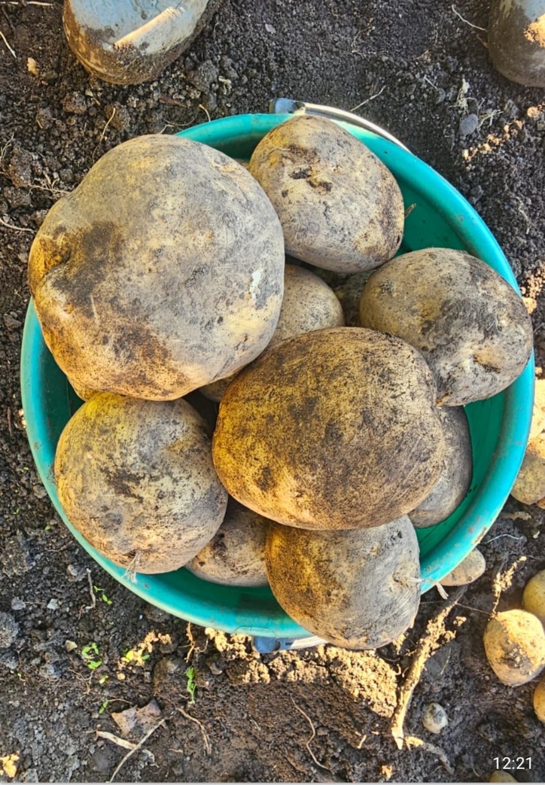 Продам картофель.