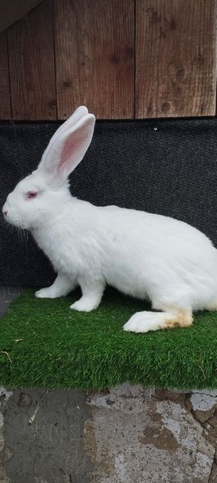 Mascul uriaș german alb