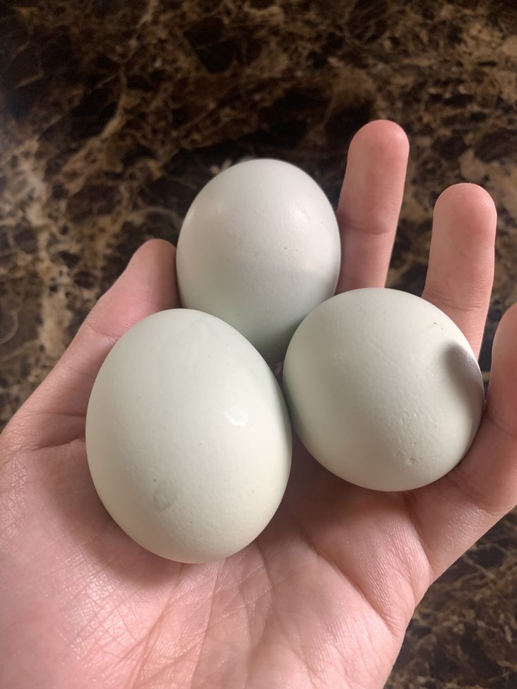 инкубационные яйца