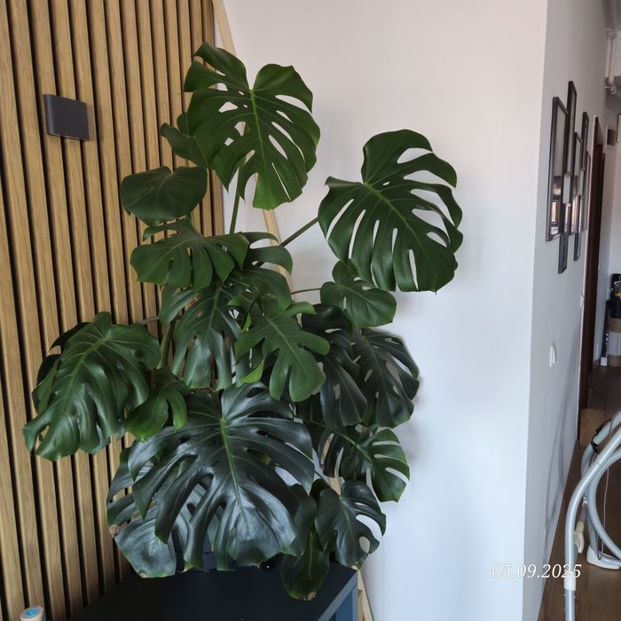 Monstera deliciosa planta matura