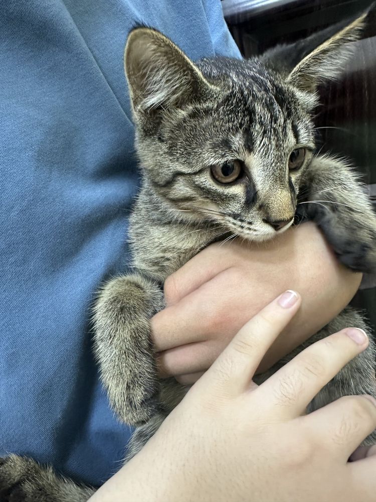 Бесплатно котик