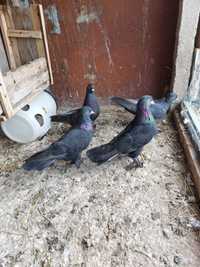 Гълъби Мардини черни