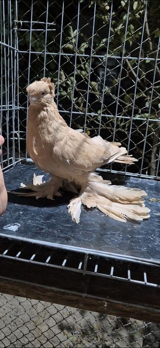 Жолтыйййййййййййй