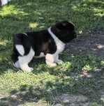 American akita deosebit