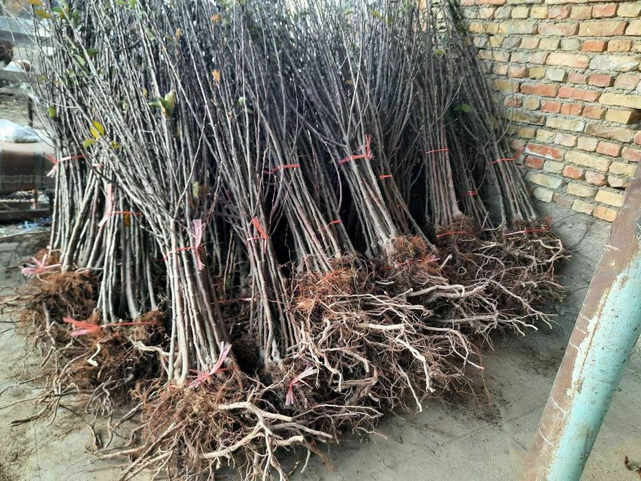 Кўчат Шредерники