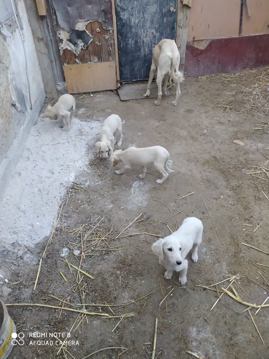 Продам щенков Тазы