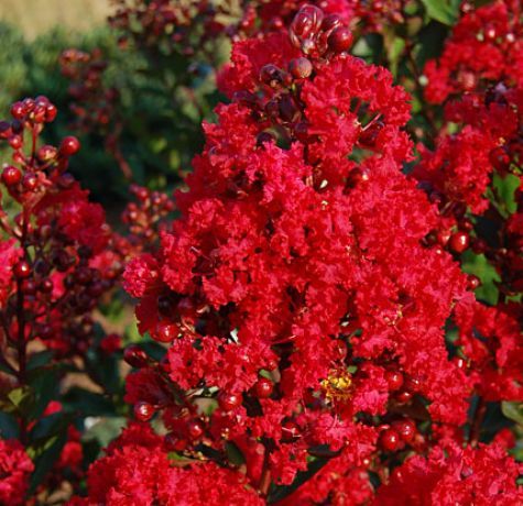 Liliac indian rosu (Concy Red) Iasomie philadelphus