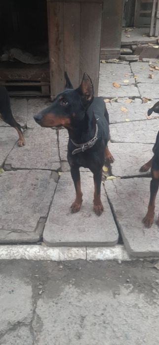 Продаёться Доберман