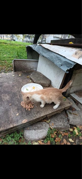 Малко изоставено коте