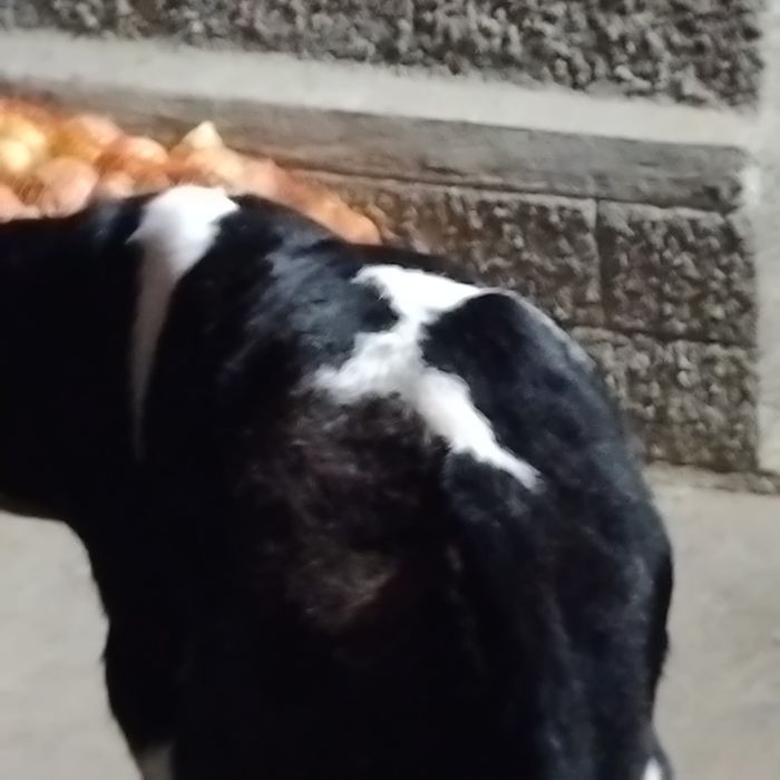 Vand un tauras belgian